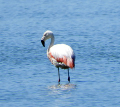 Phoenicopterus chilensis