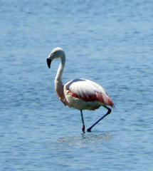 Phoenicopterus chilensis