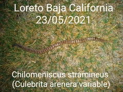 Sonora cincta