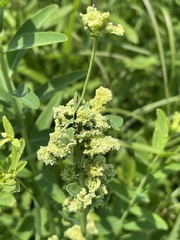 Aculops euphorbicolus