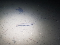 Rhynchocypris oxycephalus