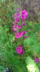 Malva sylvestris