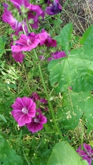 Malva sylvestris