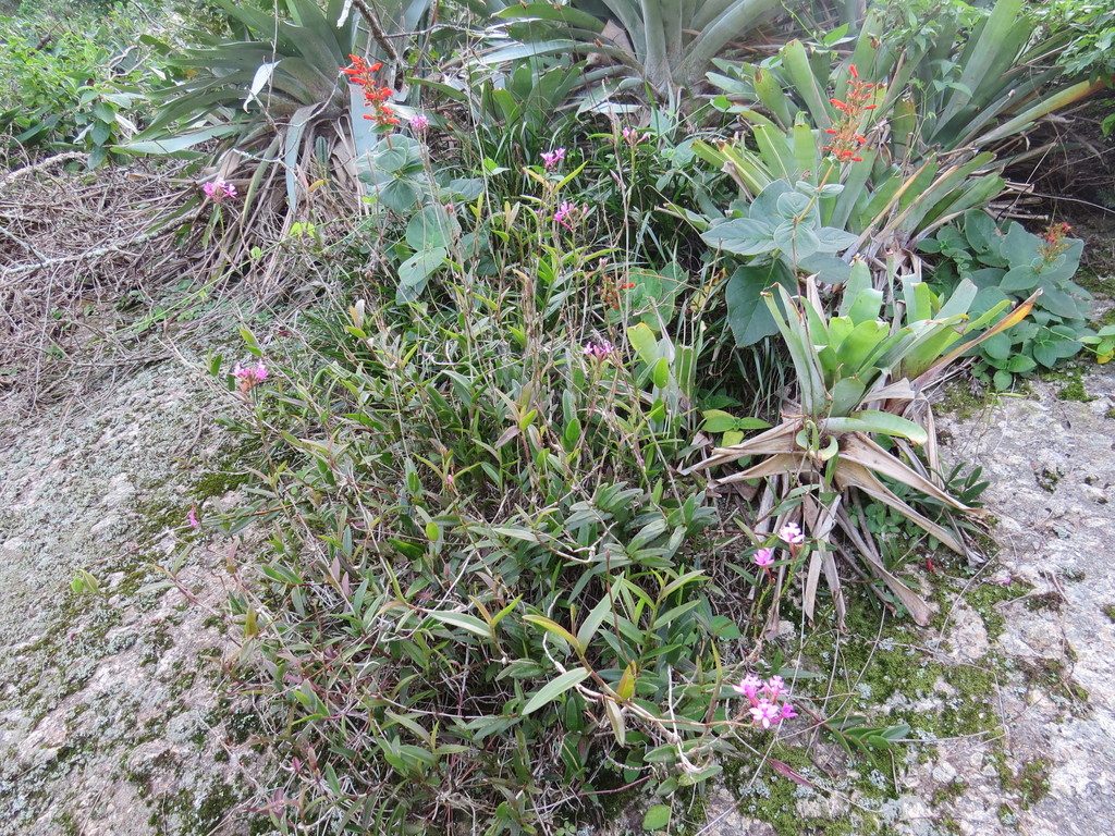 Epidendrum denticulatum