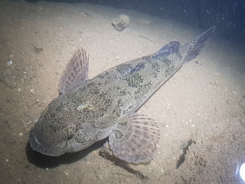 Korean spotted sleeper (Odontobutis interrupta) — Odontobutidae