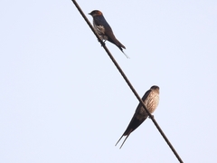 Cecropis striolata
