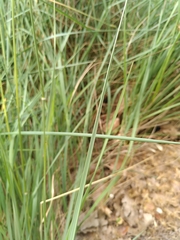 Brachypodium phoenicoides