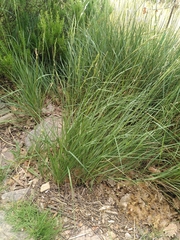 Brachypodium phoenicoides