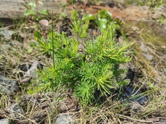 Larix sibirica