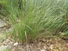 Brachypodium phoenicoides