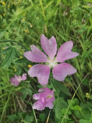 Malva thuringiaca