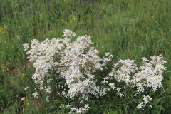 Clematis lathyrifolia