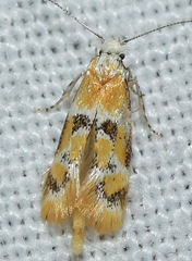 Epicallima mercedella