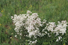 Clematis lathyrifolia