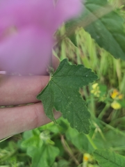 Malva thuringiaca