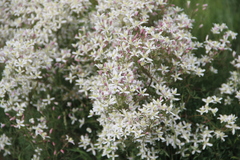 Clematis lathyrifolia
