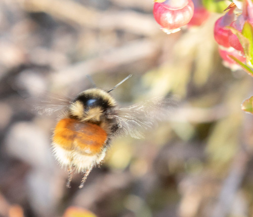 Lapland Bumble Bee