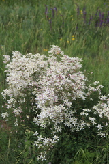 Clematis lathyrifolia