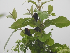 Pterorhinus ruficollis