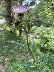 Cirsium obvallatum