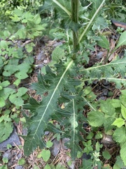 Cirsium obvallatum
