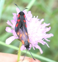 Zygaena viciae