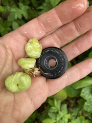 Exobasidium rhododendri