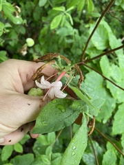 Exobasidium rhododendri