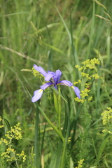 Iris notha