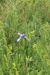 Iris notha