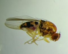 Leucophenga maculata
