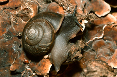 Helminthoglypta sanctaecrucis