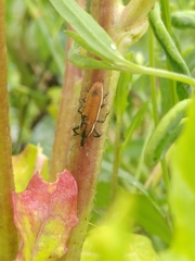 Lixus albomarginatus