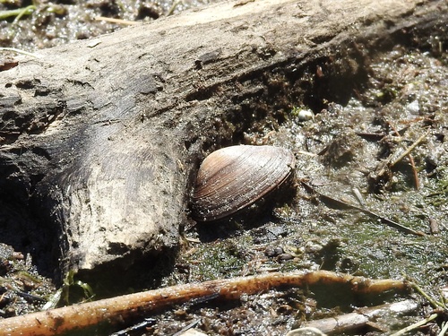 Grooved Fingernailclam