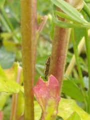 Lixus albomarginatus
