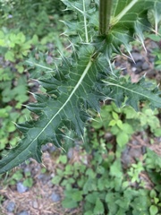 Cirsium obvallatum