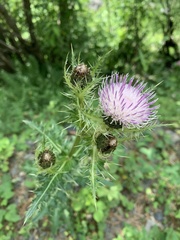 Cirsium obvallatum