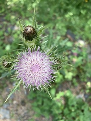 Cirsium obvallatum