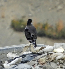 Daptrius albogularis