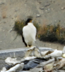 Daptrius albogularis