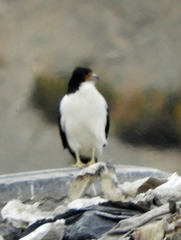 Daptrius albogularis