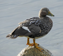 Flying Steamer Duck photo 2
