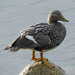 Flying Steamer-Duck - Photo (c) K Schneider, some rights reserved (CC BY-NC), uploaded by K Schneider
