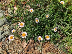 Erigeron aliceae