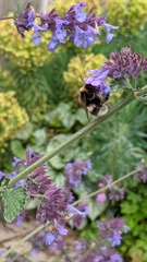 Bombus