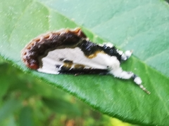 Eudryas unio