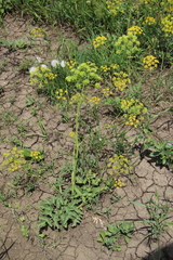 Pastinaca pimpinellifolia