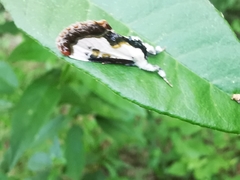 Eudryas unio