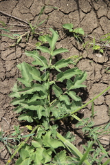 Pastinaca pimpinellifolia