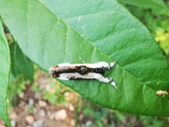 Eudryas unio